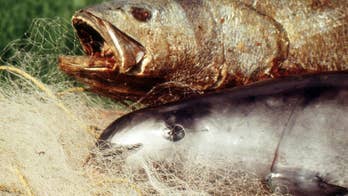 Experts: Mexico's Vaquita porpoise headed toward extinction