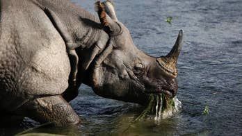 Rhino charges, injures suspected poacher in Namibia