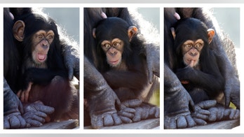 New digs for chimps: Move afoot to begin retiring hundreds of federal research primates