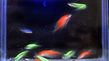 Red fish, blue light: How glowing sea creatures change color
