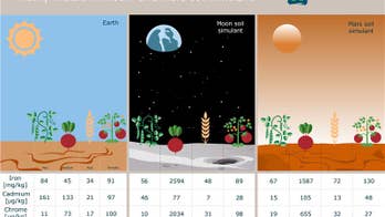 'Mars tomato': Scientists announce edible 'space' harvest