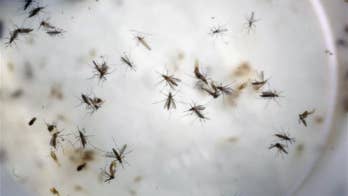 84 pregnant women in Florida have tested positive for Zika