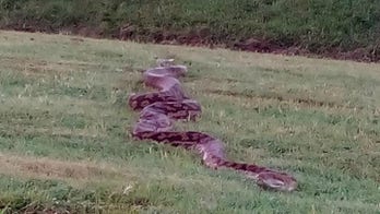 Jockey mistakes 15-foot python for 'big crack' on horse racetrack