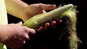 Genetically optimized corn is more nutritious, could revolutionize agriculture
