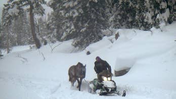 No criminal wrongdoing found after Wyoming horse left behind