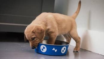 'Fox & Friends' celebrates National Puppy Day