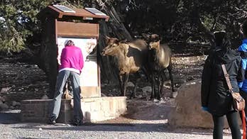 Grand Canyon officials try to outsmart elk nosing into water-refilling stations for a drink