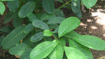 Lose Weight With Yerba Maté, and Recipes for Longevity-enhancing Blender Drinks