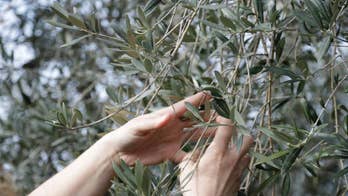 Sticker shock for olive oil buyers after bad Italian harvest