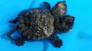Maine woman finds 2-headed baby snapping turtle on roadway, names it Frank and Stein
