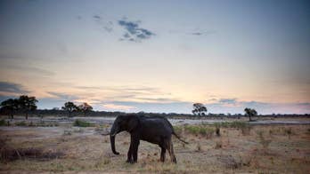 Zimbabwe poachers jailed 15 years for elephant poisoning