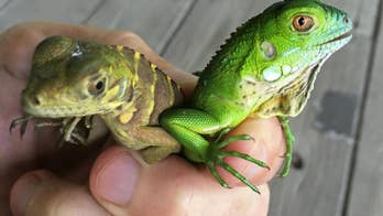 Possible hybrid threatens native iguanas in Cayman Islands
