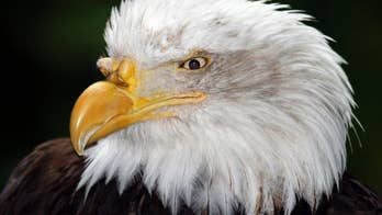 Fish and Wildlife drops appeal of Wyoming eagle kill ruling