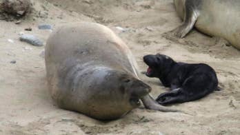 Elephant seal who stopped traffic in California gives birth to pup