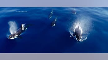 California photographer captures pod of killer whales on camera: ‘I was in utter amazement’