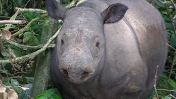 Cameras capture Sumatran rhino in Indonesian Borneo