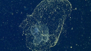 'Mythical' sea blob finally spotted a century after its discovery