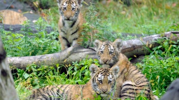 'Tiger selfies' would go extinct under New York bill