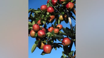 Robots bring apple picking into the 21st century