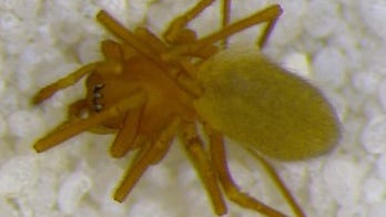 New spider species discovered in Indiana