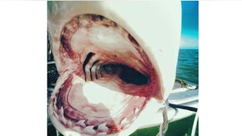 Teeth of terror: Nature's not-so pearly whites