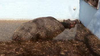 Hippo who wandered into pool at South Africa lodge dies