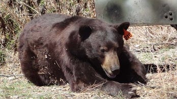 Black bear hit by arrow mauls hunter before dying, reports say