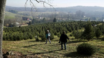 Christmas trees for free after Ohio donor buys the lot