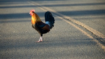 Canadian chicken loves Tim Hortons, crosses the road daily to get to doughnut shop