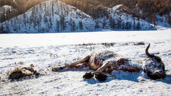 Harsh Mongolian winter risks livelihoods of herder families