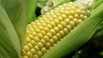 Who's afraid of GMOs? Let's serve up science without scare stories and eat without fear