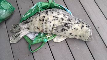 NOAA reminding people in Pacific Northwest not to touch or pick up seal pups