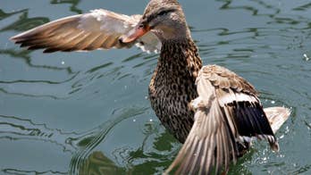 Duck delays NYC subway train
