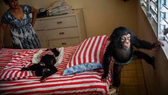 Cuban biologist raises 2 chimpanzees in her Havana apartment