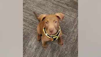 Texas shelter puppy finds home working with dispatchers at city’s communication center