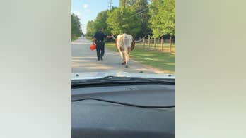 Texas deputy grabs runaway 'bull by the horns,' escorts it home