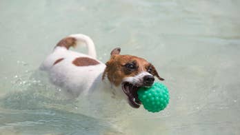 Rio de Janeiro hosts Brazil's first Dog Olympics