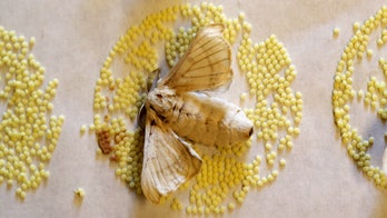 UK faces potential moth infestation of 'biblical' proportions