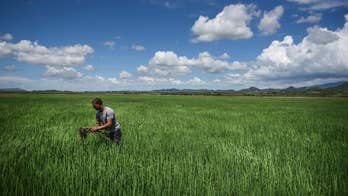 Puerto Rico finds unexpected source of growth in agriculture