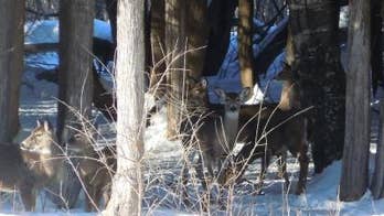 Too much deer pee changing northern forests