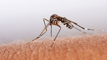 Deadly Japanese encephalitis surges in northeast India