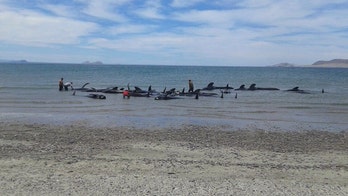 24 pilot whales die after beaching in Baja California