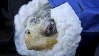 Cool marine life in pictures