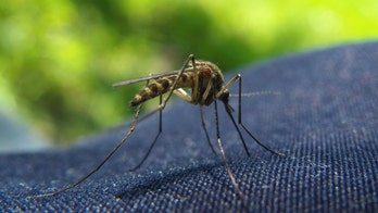 Keep mosquitoes away for good with these simple tricks