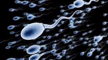 Sperm's 'swimming pool' may affect health of offspring