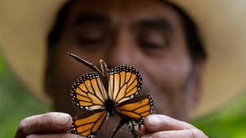 Storms damage trees in Mexican monarch butterfly reserve