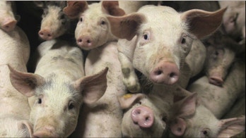 Could medicinal meats be the next health food craze?