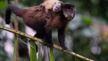 Hero monkeys helped lost man survive for days in Amazon rainforest