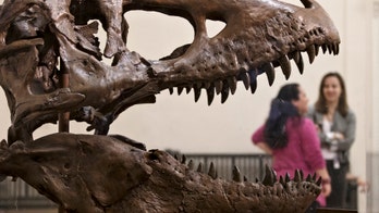 Tyrannosaurus Rex's little arms may have been used for 'vicious slashing', scientist claims