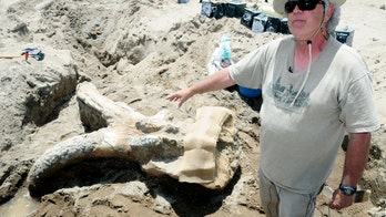 Bachelor party stumbles upon rare mastodon skull